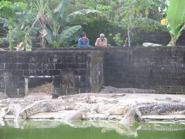 Captive Breeding of Crocodiles in Balikpapan, Kalimantan